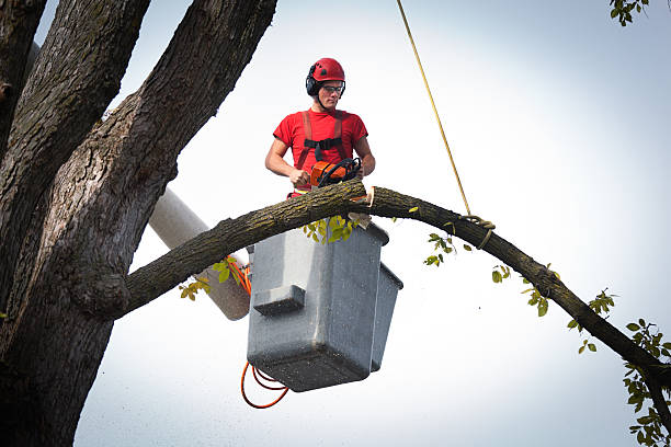 Best Arborist Services Near Me  in Purcellville, VA